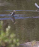 Spotted Sandpiper 0480